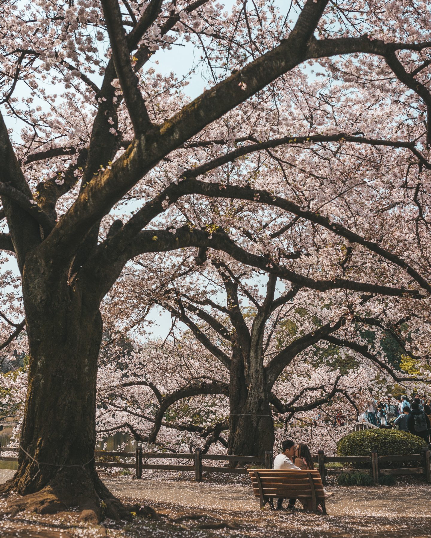 shinjuku gyoen garden couple kissing