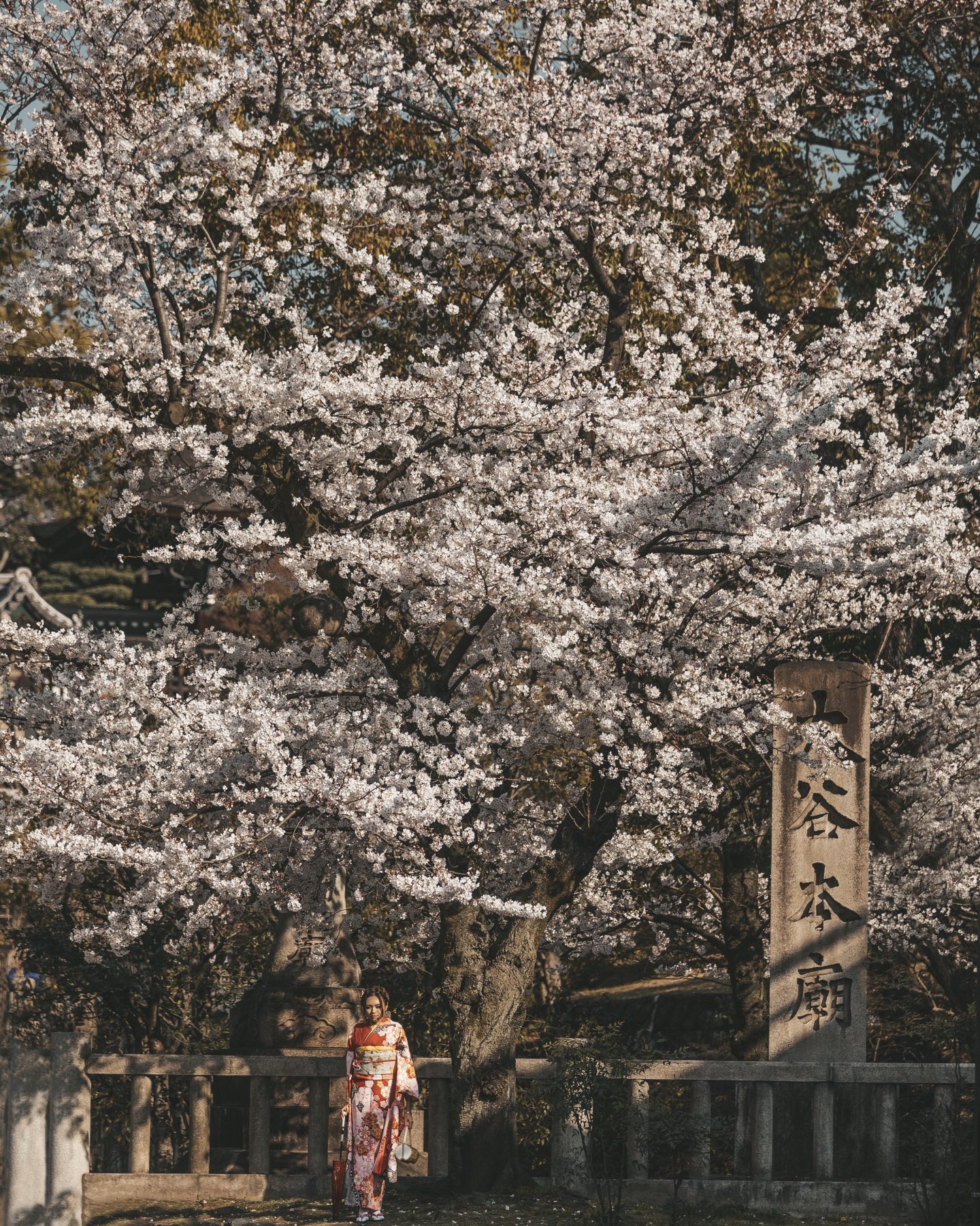 A guide to the different types of sakura in Japan - Go! Go! Nihon