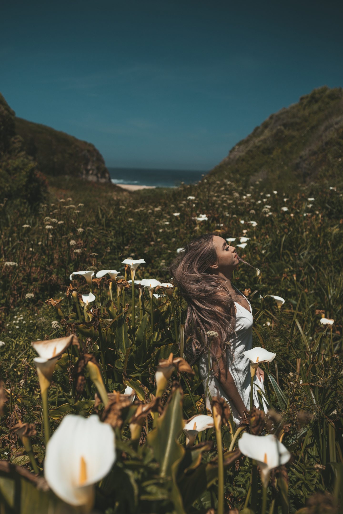 calla lilly