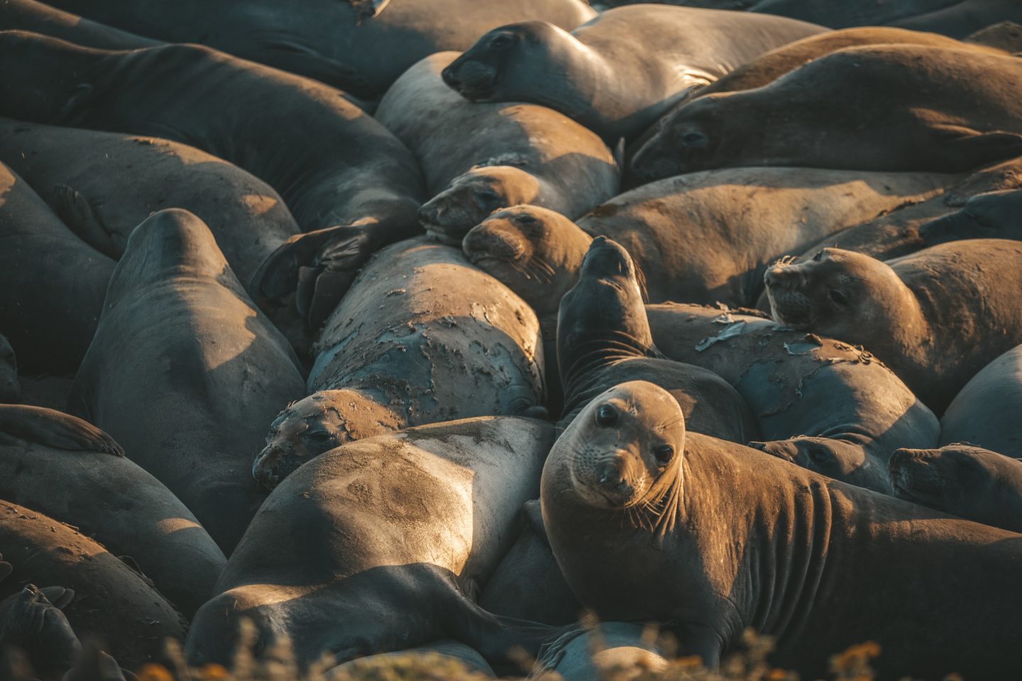 elephant seal
